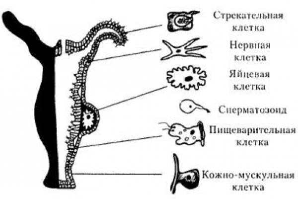 Кракен войти на сайт