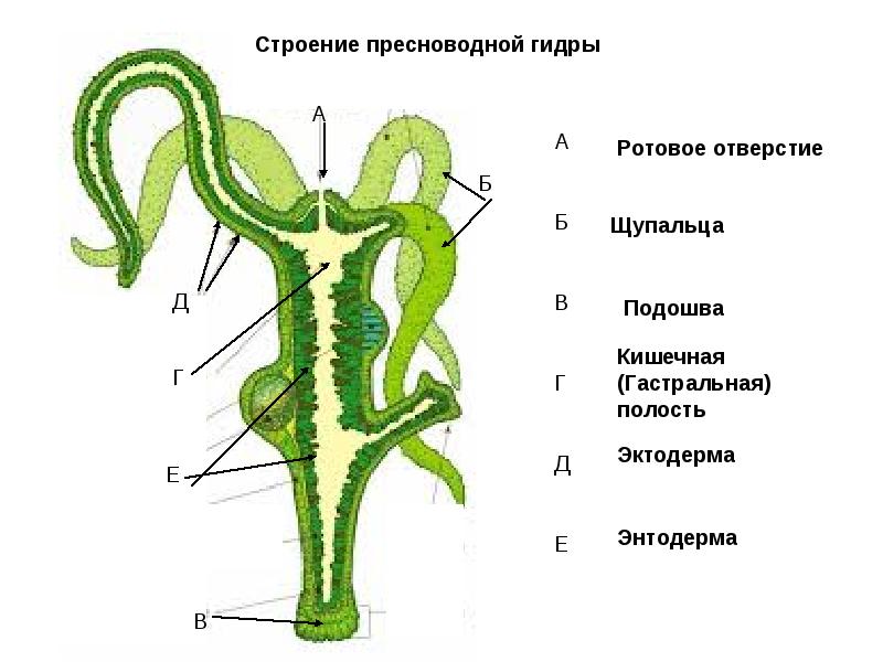 Новая ссылка кракена